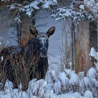 Elch im Wintermärchen