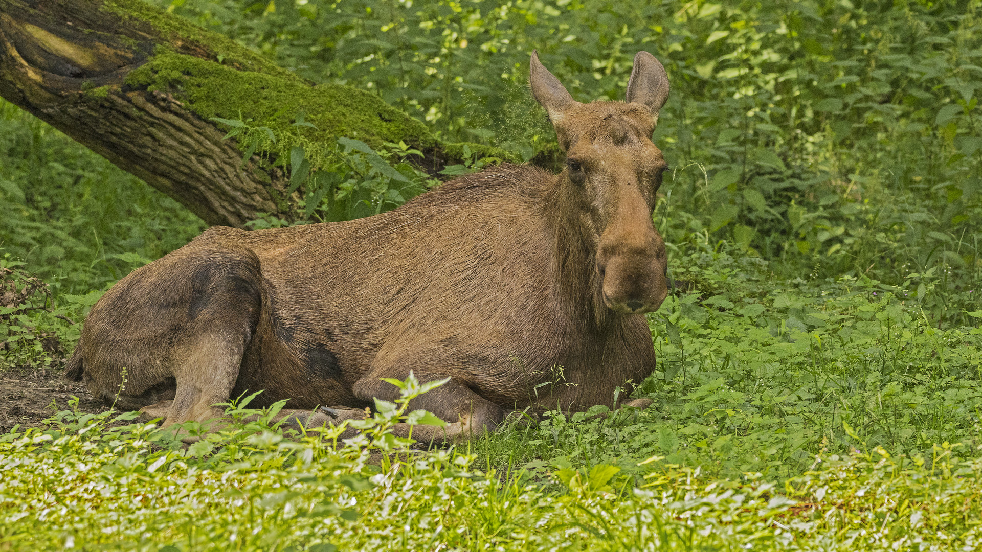 Elch im Wisentpark Springe