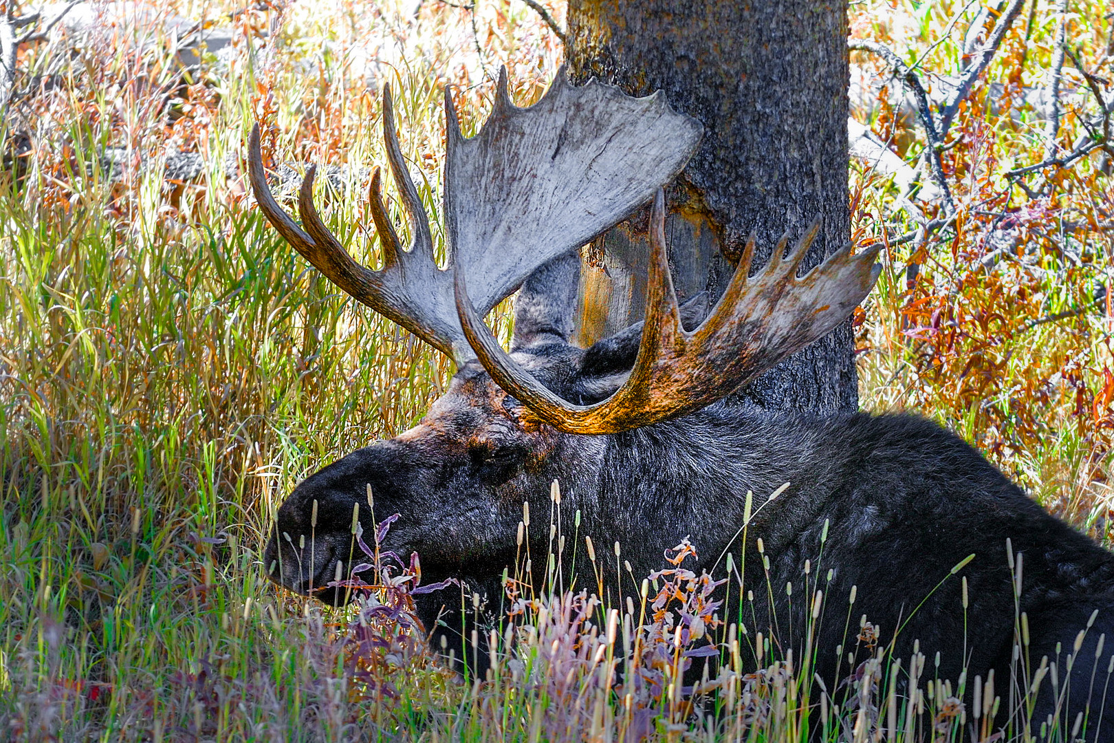 Elch im Yellowstone-NP.