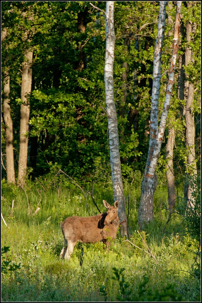 Elch in Masurens Wäldern