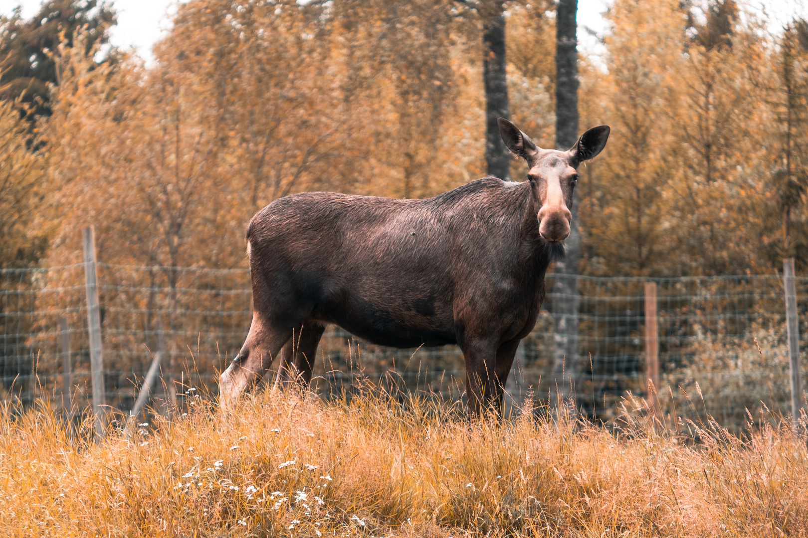 Elch in Schweden