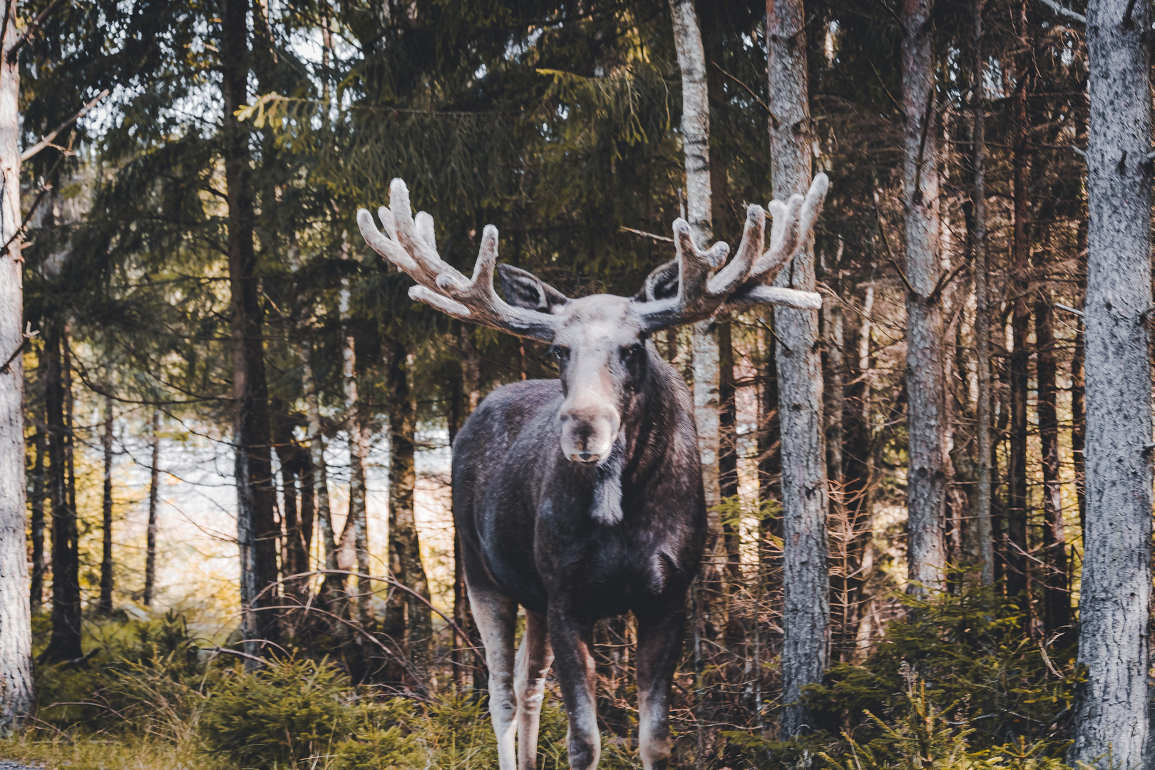 Elch in Schweden