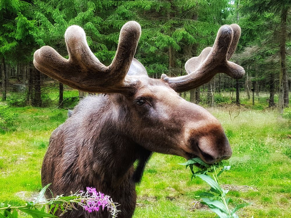 Elch Norwegen Foto amp Bild tiere skandinavien natur Bilder auf fotocommunity