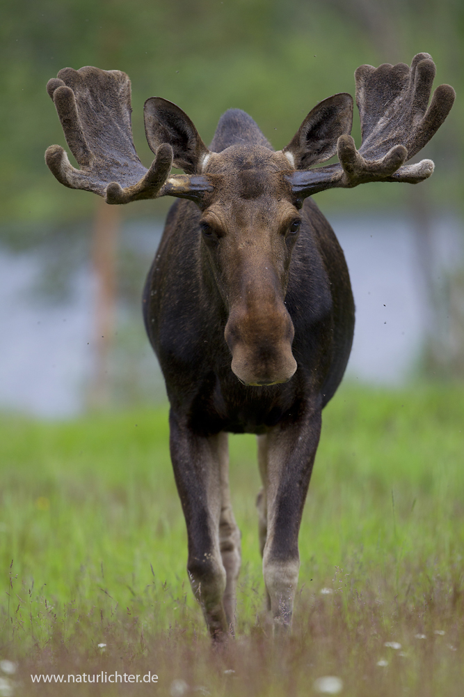 ElchPorträt Foto & Bild tiere, wildlife, säugetiere Bilder auf