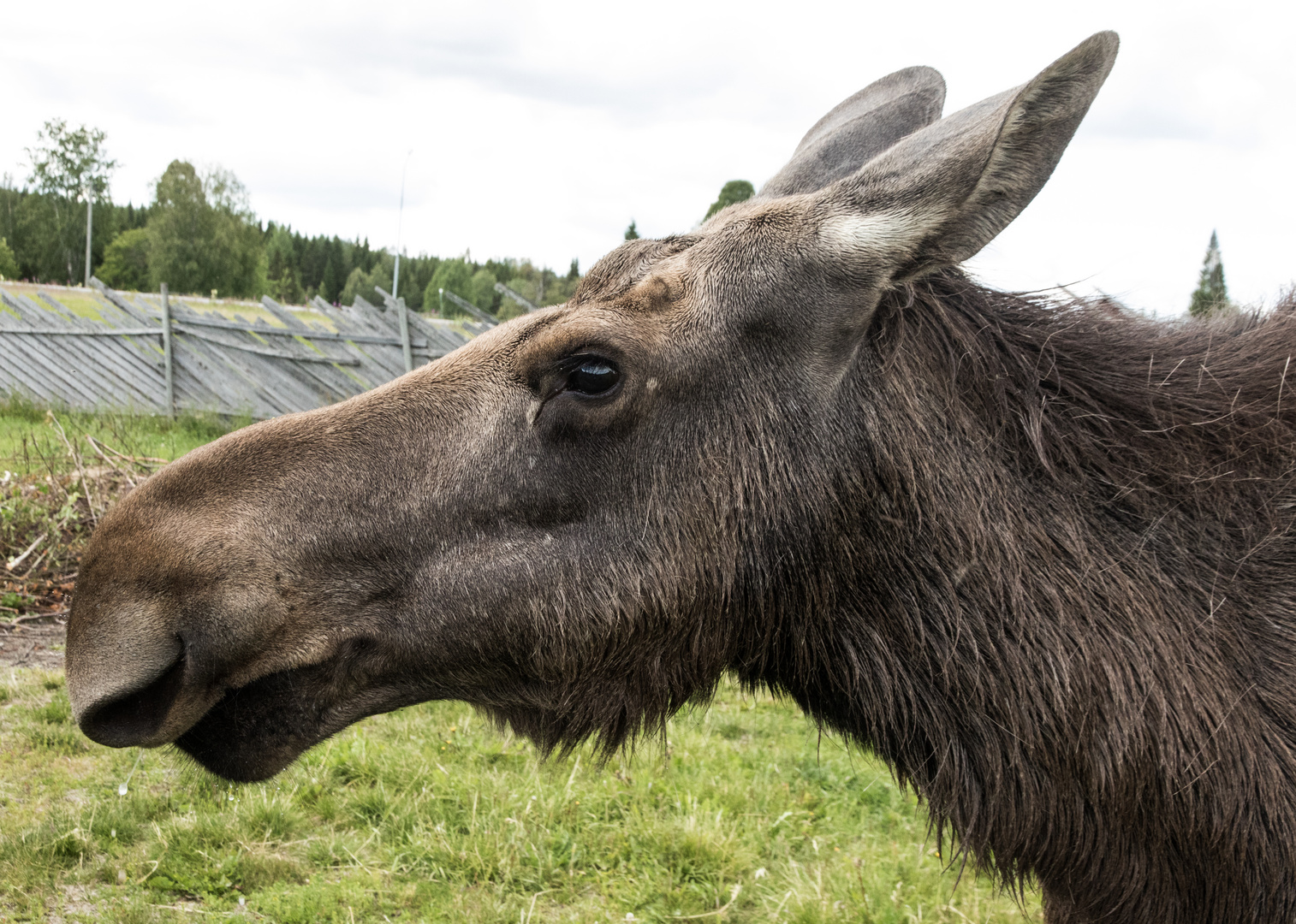 Elch Portrait