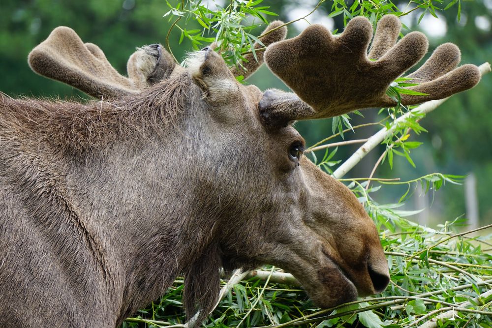 Elch Portrait Foto & Bild tiere, zoo, wildpark & falknerei, natur