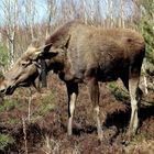 Elch "Zander" im Elchgehege