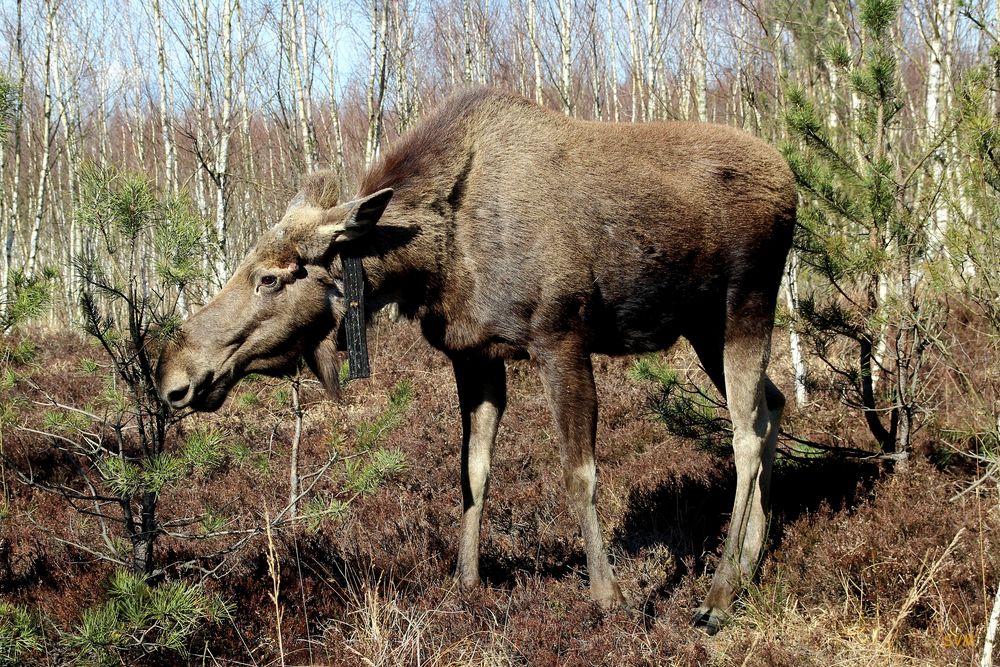 Elch "Zander" im Elchgehege