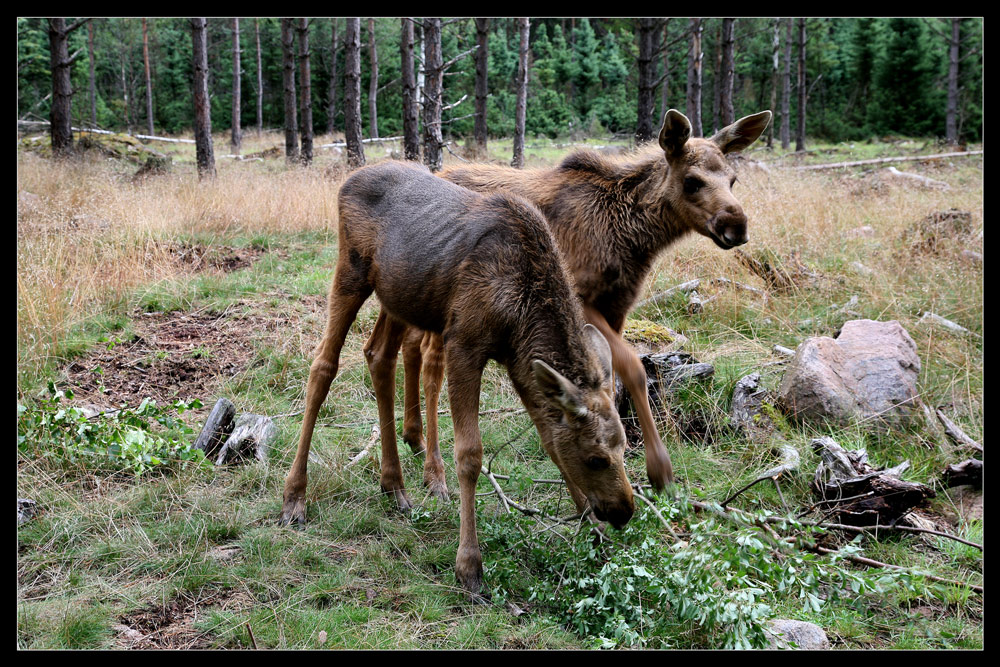 ...Elchbaybies im Doppelpack...