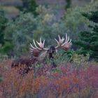 Elchbrunft in Alaska