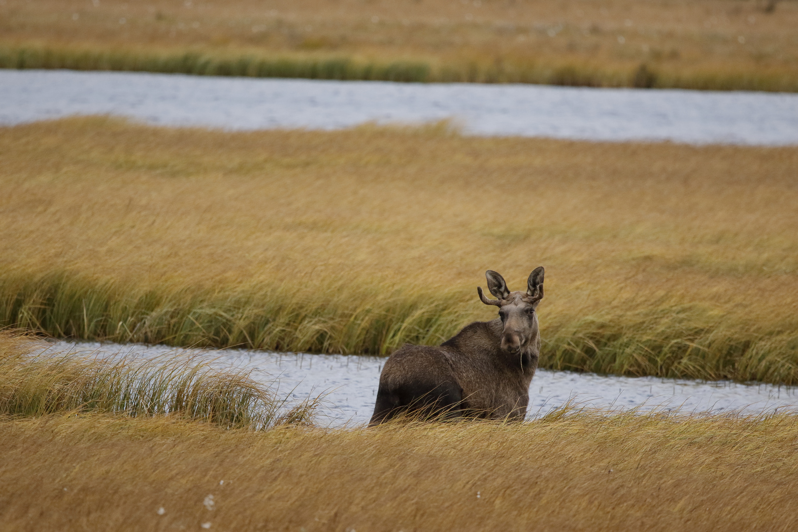 Elchbulle, Alces alces (m)