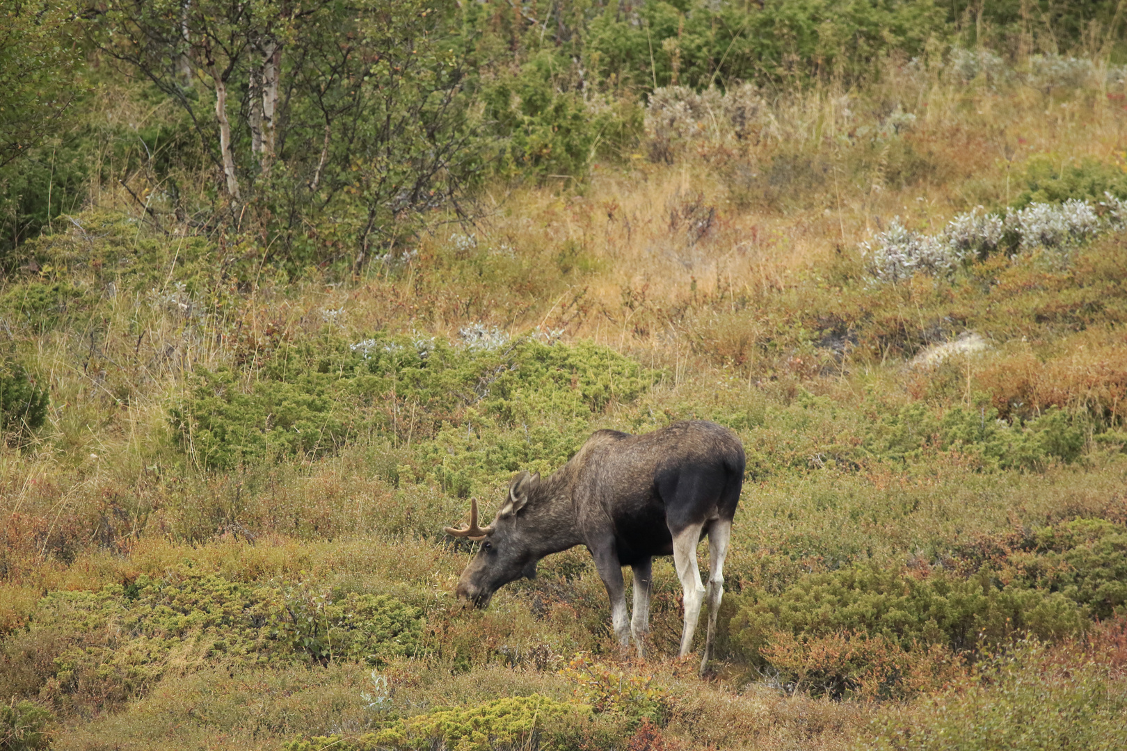 Elchbulle, Alces alces (m)