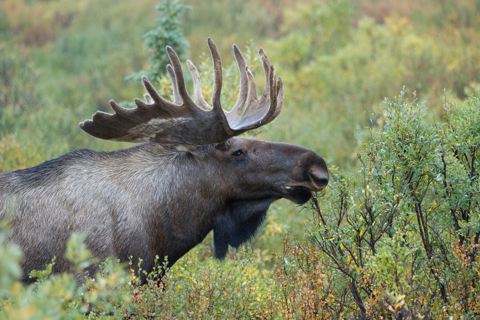 Elchbulle im Denali (Alaska)