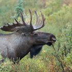 Elchbulle im Denali (Alaska)