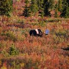 Elchbulle im Denali Nationalpark Alaska