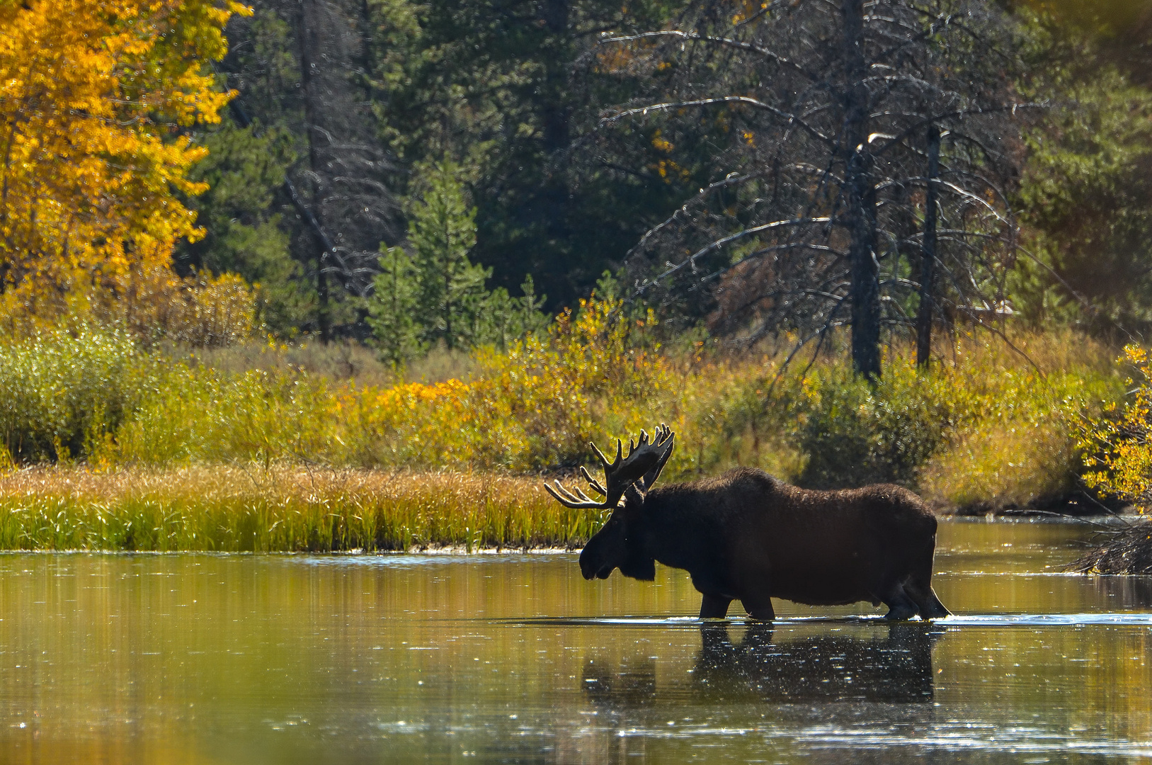 Elchbulle im Indian Summer, Grand Teton NP