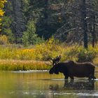 Elchbulle im Indian Summer, Grand Teton NP