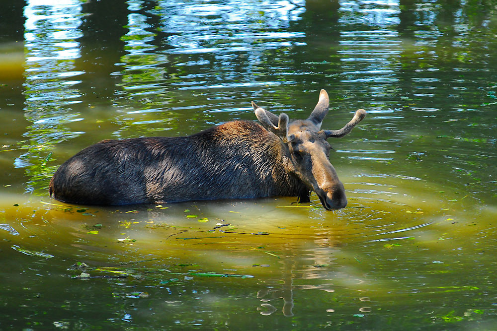 Elchbulle im Wasser