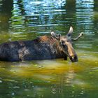 Elchbulle im Wasser