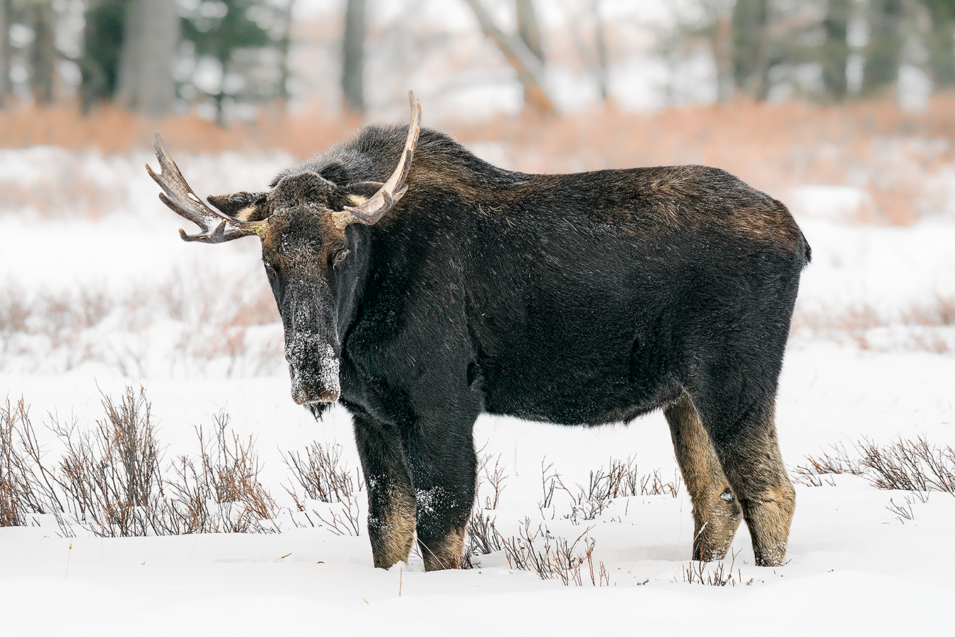 Elchbulle im Yellowstone