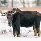 Elchbulle im Yellowstone