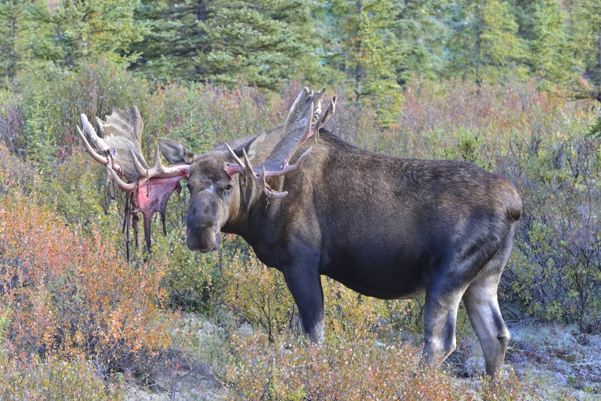 Elchbulle in Alaska