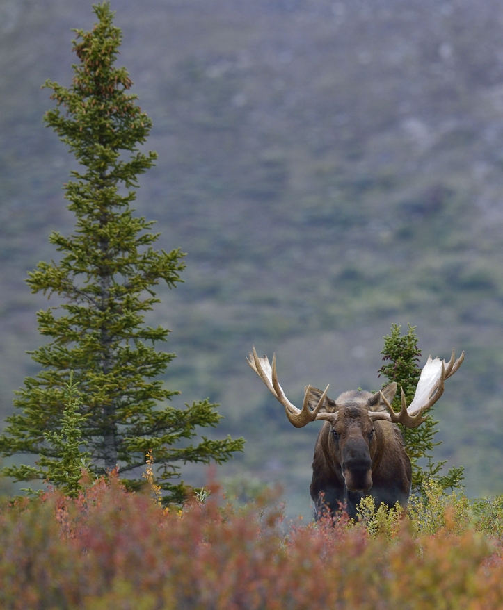 Elchbulle in Denali