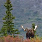 Elchbulle in Denali