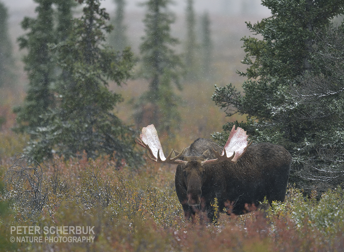 Elchbulle in der Wildnis Alaskas...