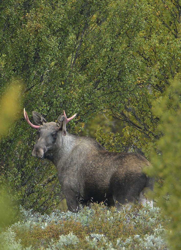 Elchbulle in Norwegen, Dovrefjell