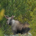 Elchbulle in Norwegen, Dovrefjell