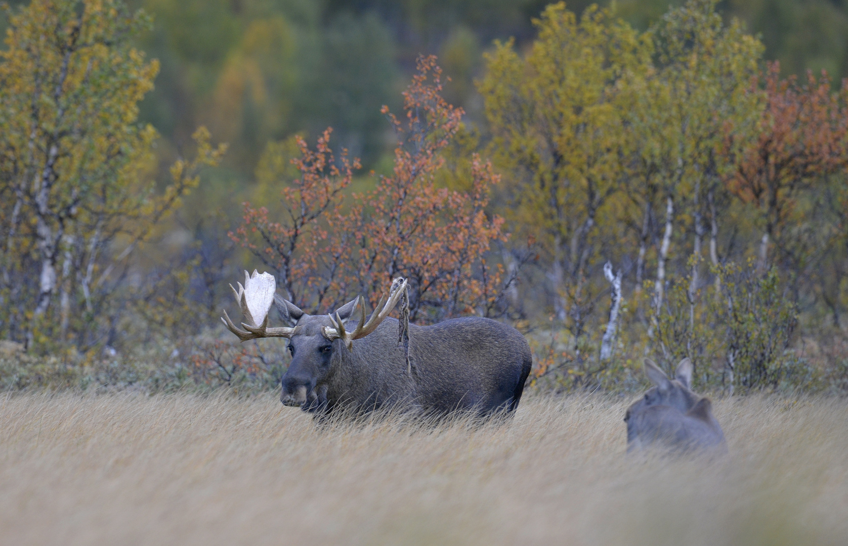 Elchbulle und das Kalb