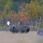 Elchbulle und das Kalb