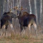 Elchbullen im Nationalpark Biebrza