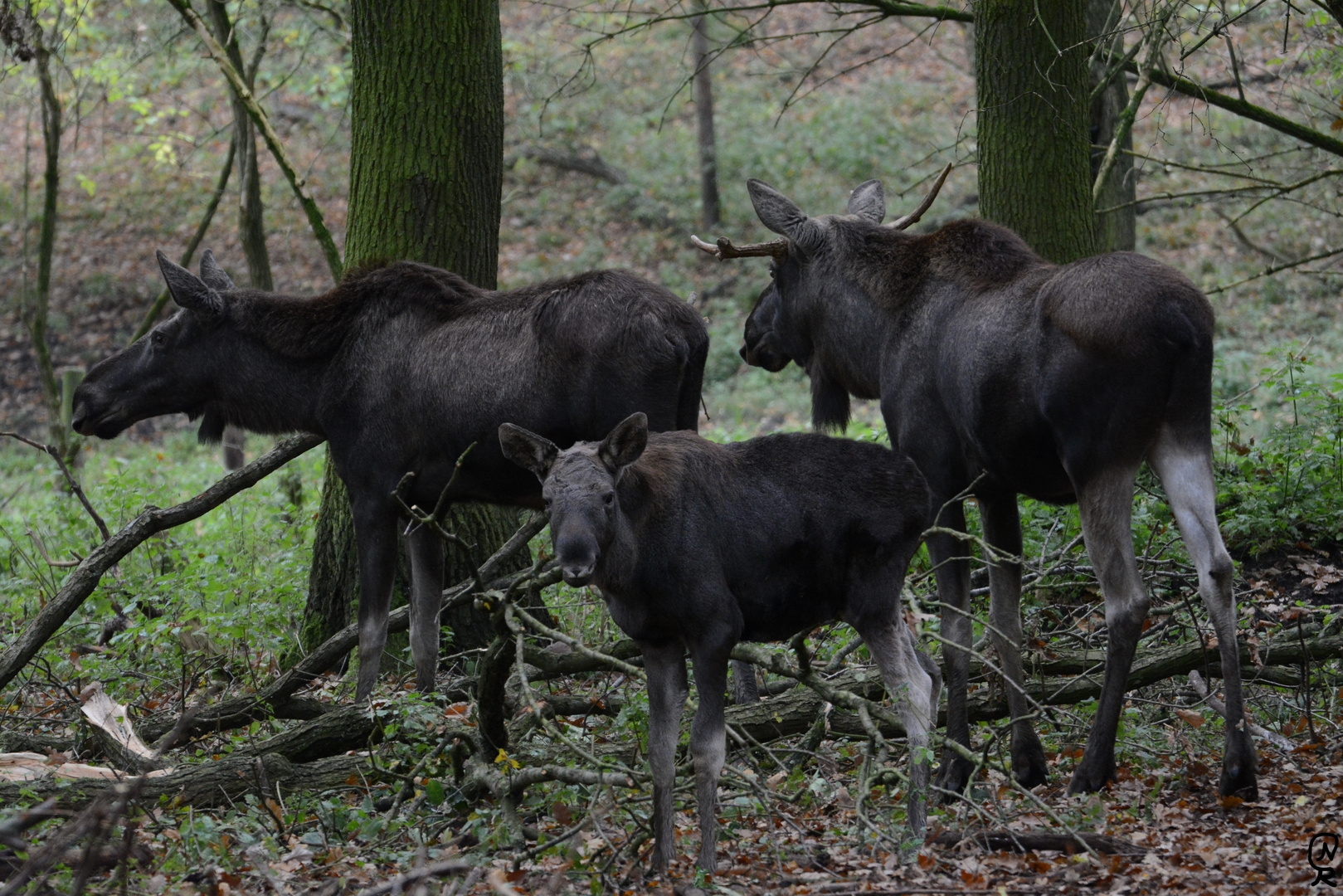 Elche Foto & Bild | tiere, outdoor, natur Bilder auf fotocommunity