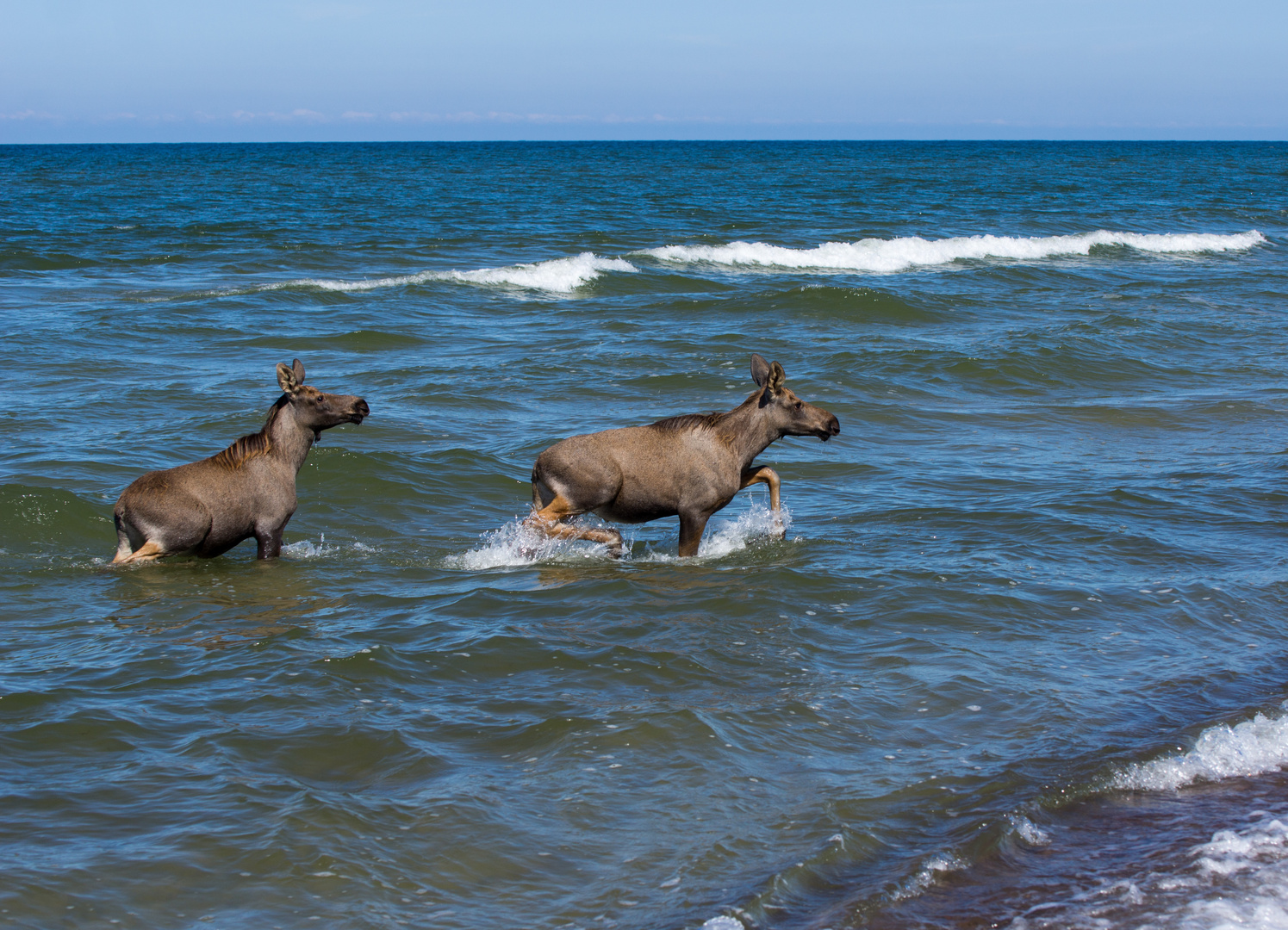 Elche baden im Meer