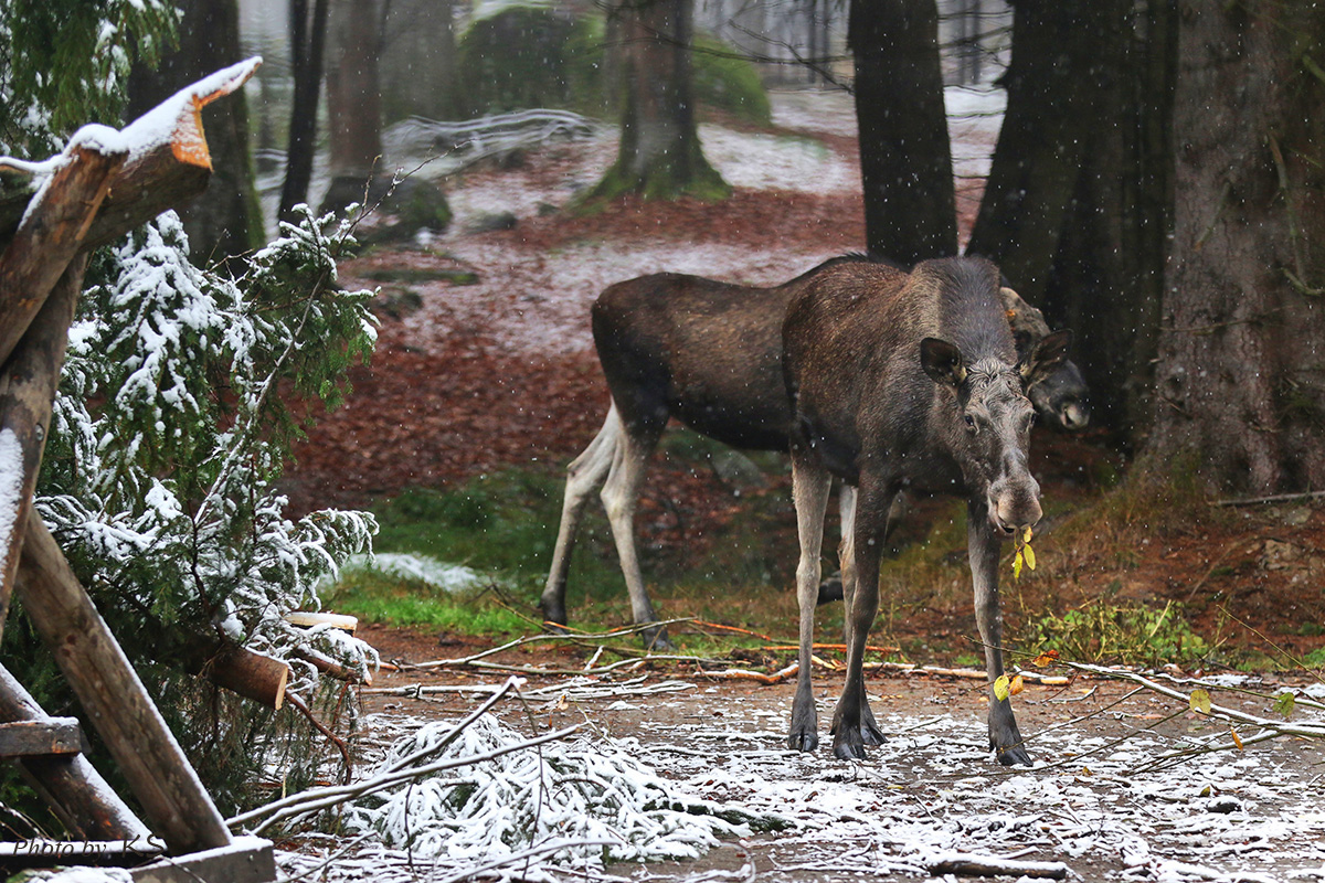 Elche im Bayerischen Winter- Wald