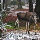 Elche im Bayerischen Winter- Wald