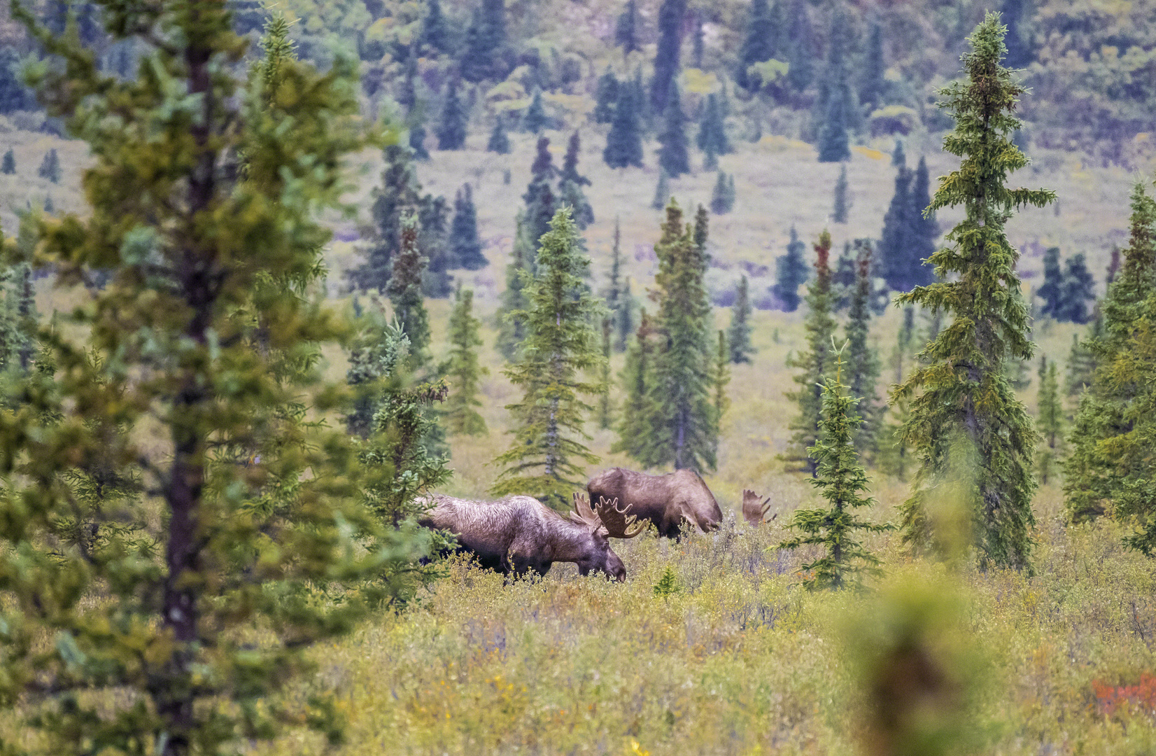 Elche im Denali-Nationalpark in Alaska