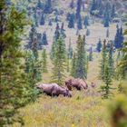 Elche im Denali-Nationalpark in Alaska