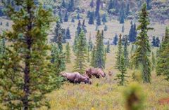 Elche im Denali-Nationalpark in Alaska