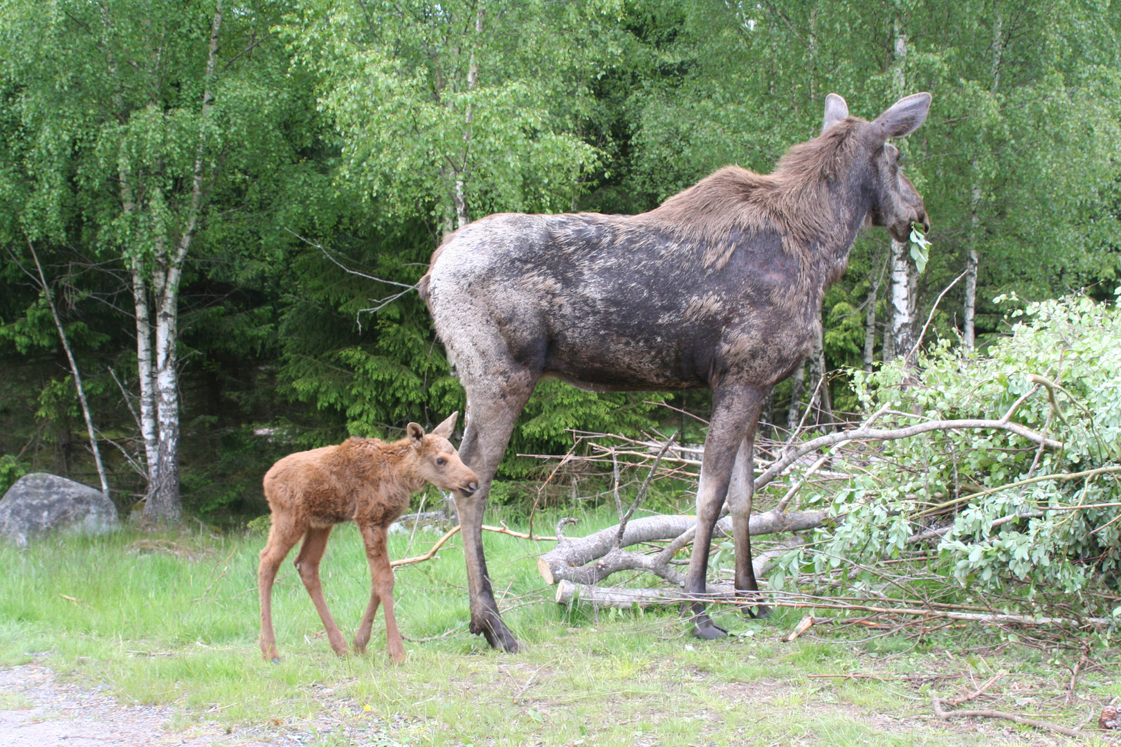 Elche im Größenvergleich Foto & Bild | tiere, natur Bilder auf