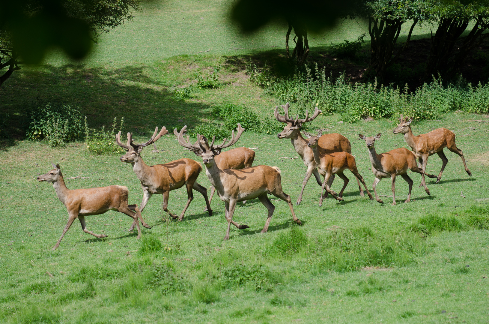 Elche/Rentiere im Wildpark