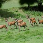 Elche/Rentiere im Wildpark