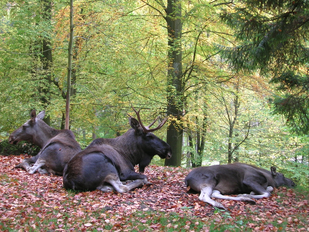 ElchFamilie