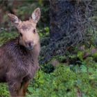 Elchkalb im Yellowstone NP