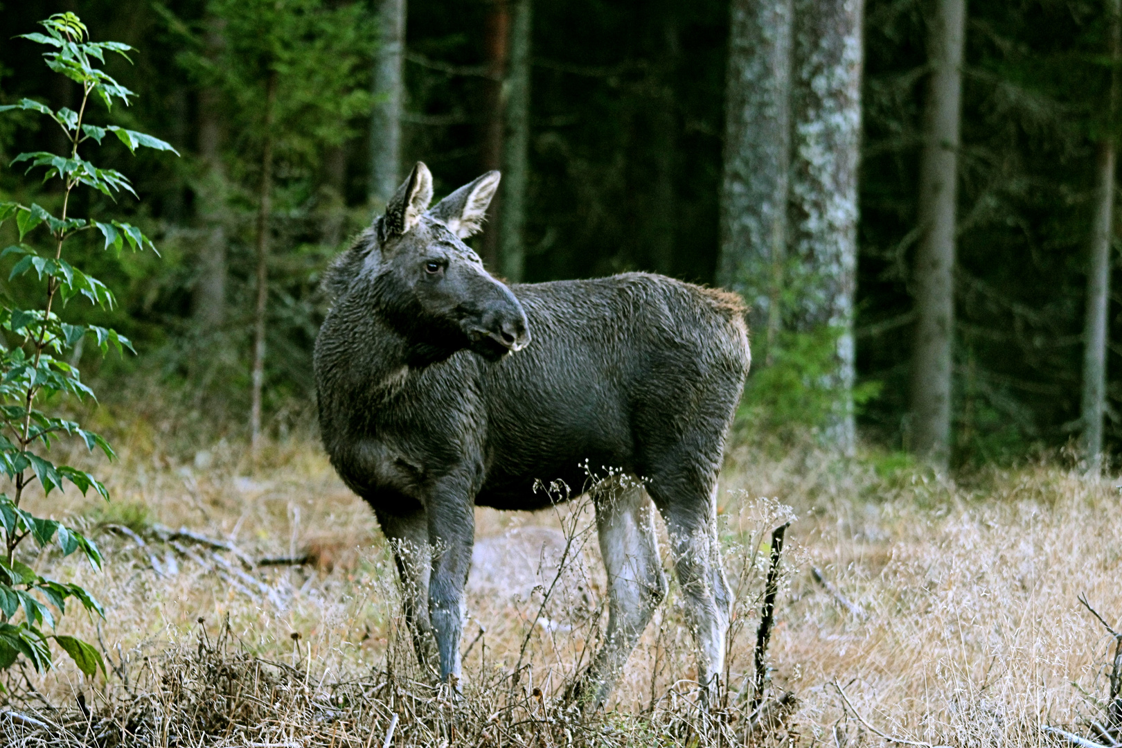 Elchkalb in schweden 2013