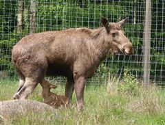 Elchkalb mit Mama