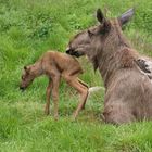 Elchkalb mit Mutter