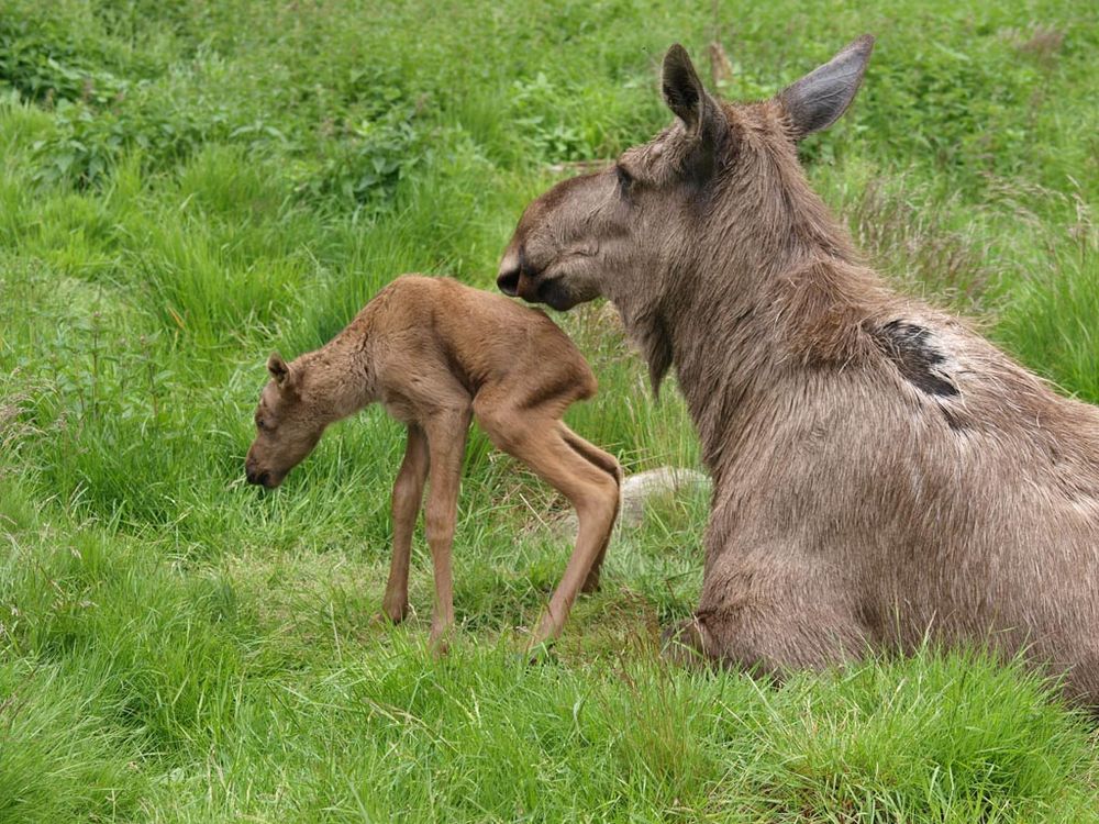 Elchkalb mit Mutter